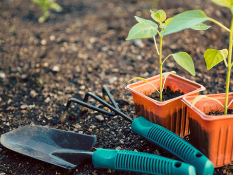 Grow Your Own